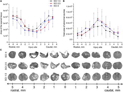 Increasing Severity of Spinal Cord Injury Results in Microglia/Macrophages With Annular-Shaped Morphology and No Change in Expression of CD40 and Tumor Growth Factor-β During the Chronic Post-injury Stage